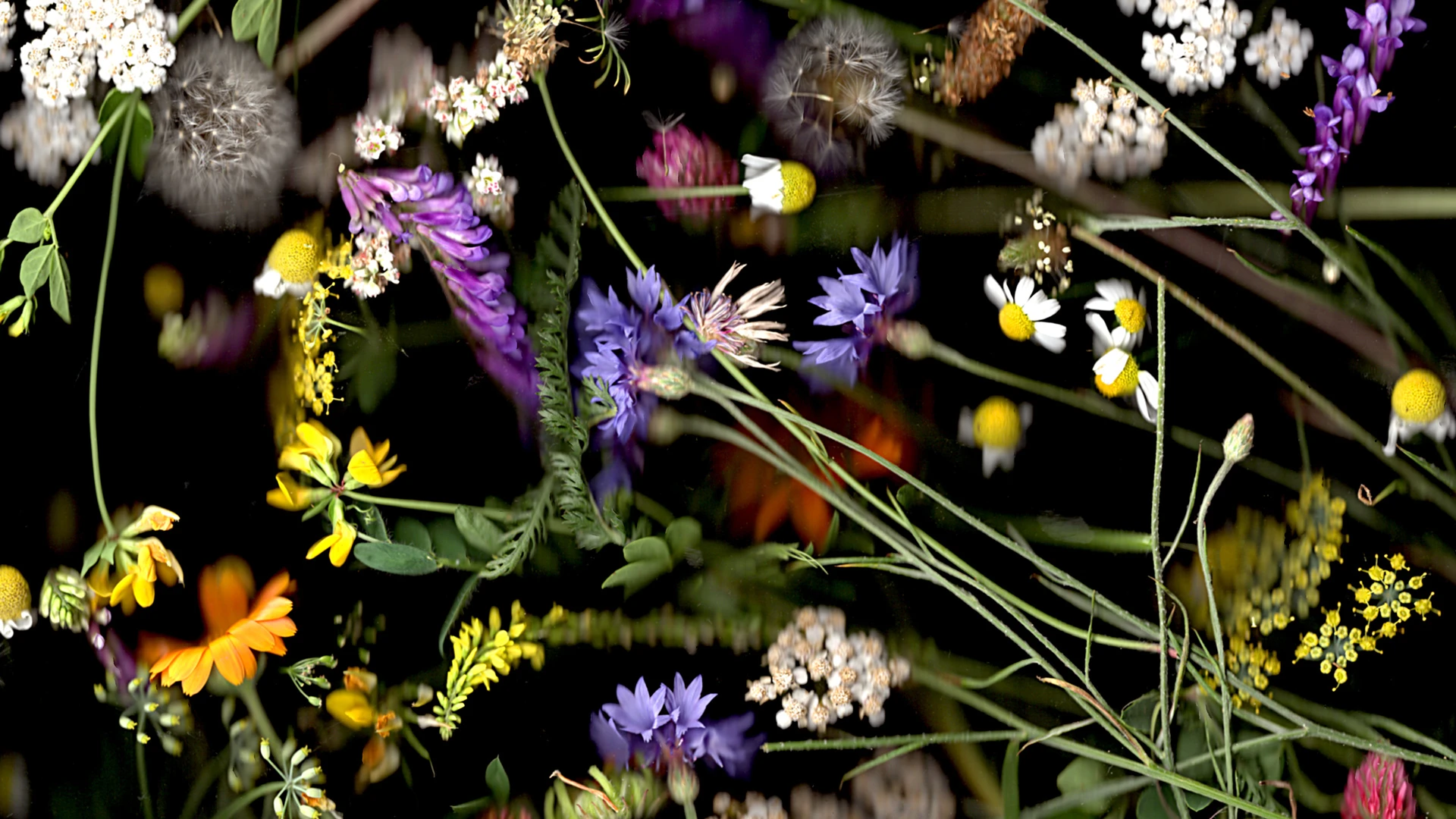 YK_WilderLand_header